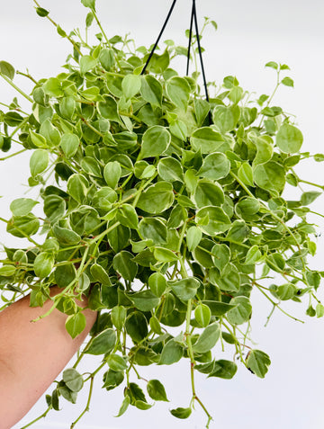Peperomia Cupid 'Variegated' - 8” Hanging Basket