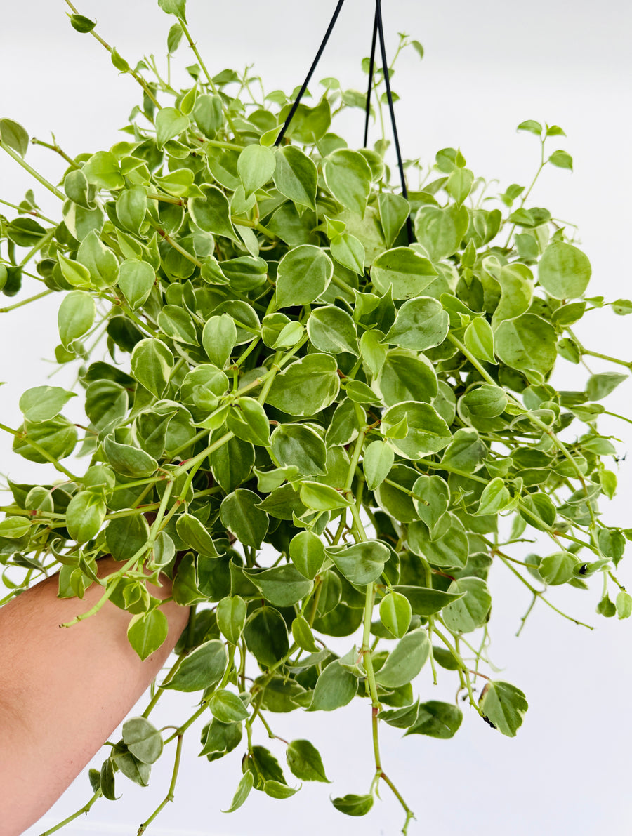 Peperomia Cupid 'Variegated' - 8” Hanging Basket