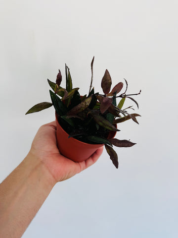 Hoya Lacunosa ‘Black Queen’ - 4