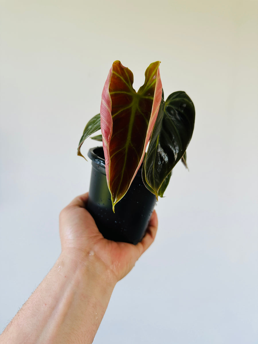 Philodendron Rubrijuvenile El Choco Red - Rare Aroid - 4