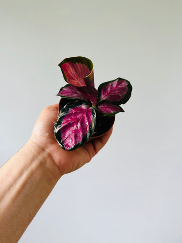 Calathea Black Heart - Starter Plant Collection - 3