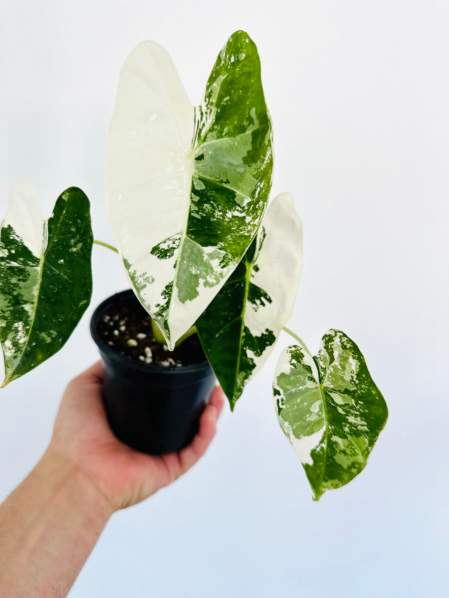 Alocasia Frydek Albo Variegated - 4