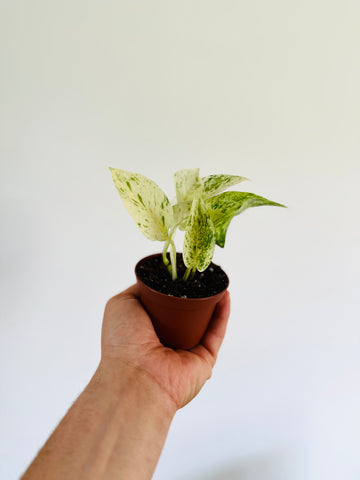 Pothos Fanfare - Terunoworld Pothos - 3” Pot - LIMIT: One Per Customer