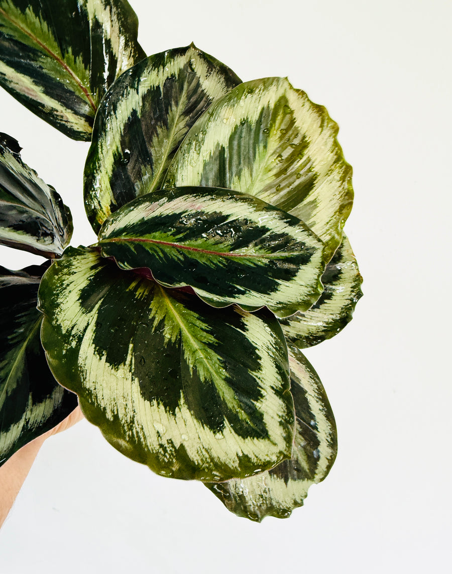 Calathea Shinestar - 4