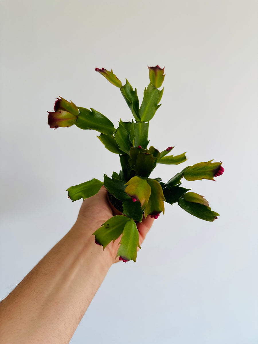 Christmas Cactus - Schlumbergera Zygocactus  - 3
