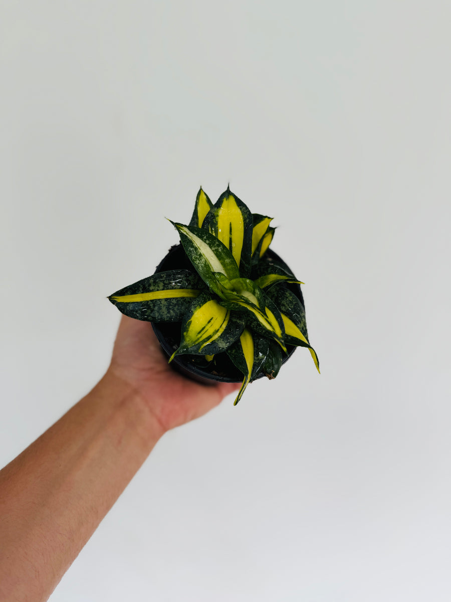 Sansevieria Curly Galaxy - 4