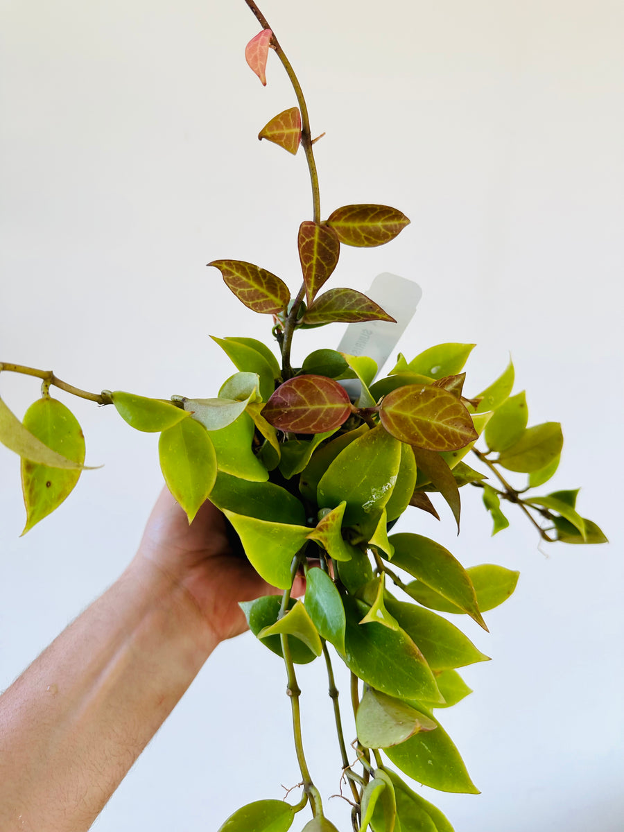 Hoya Sunrise - Beginning to Sunstress - 4