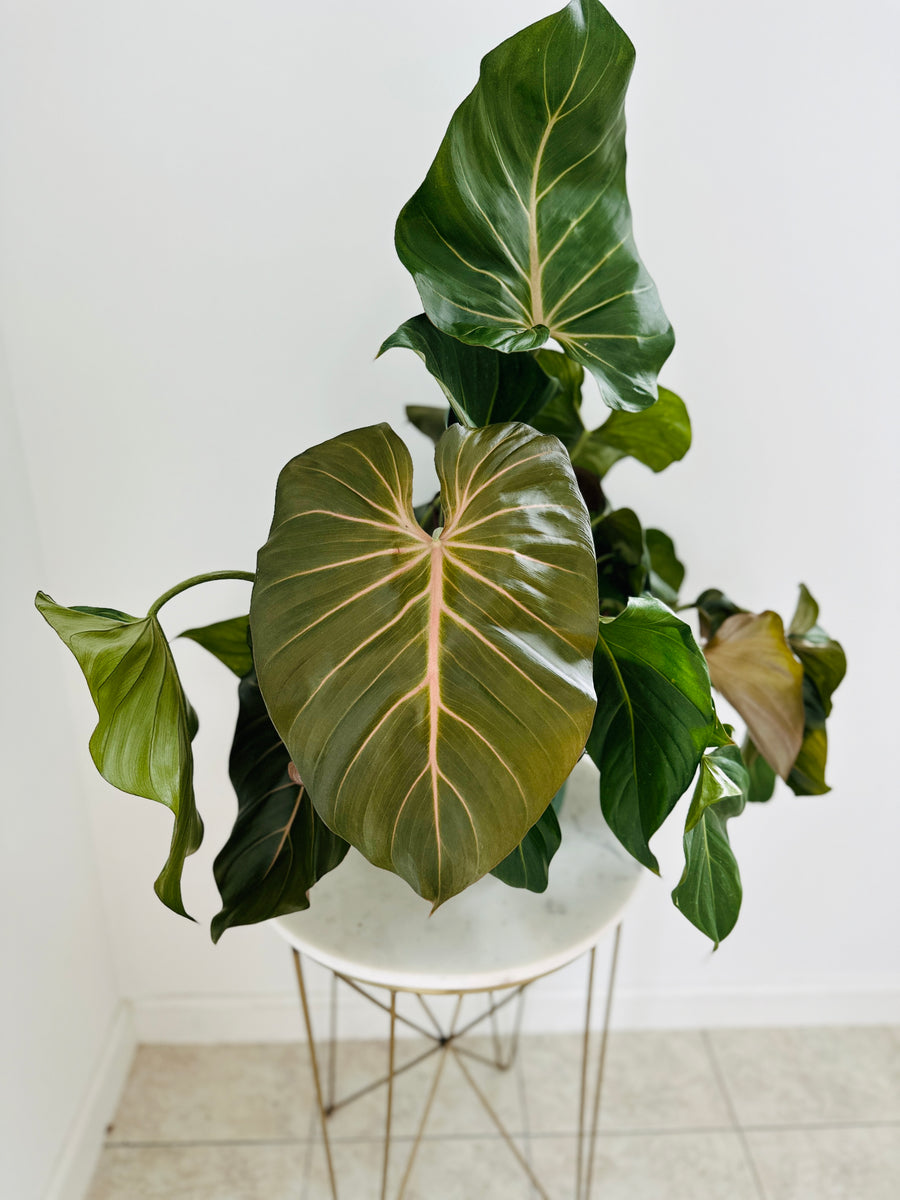 Philodendron Summer Glory - 8