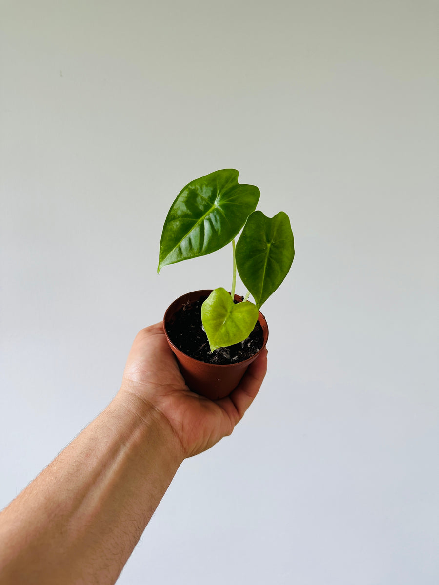 Alocasia Frydek - 3
