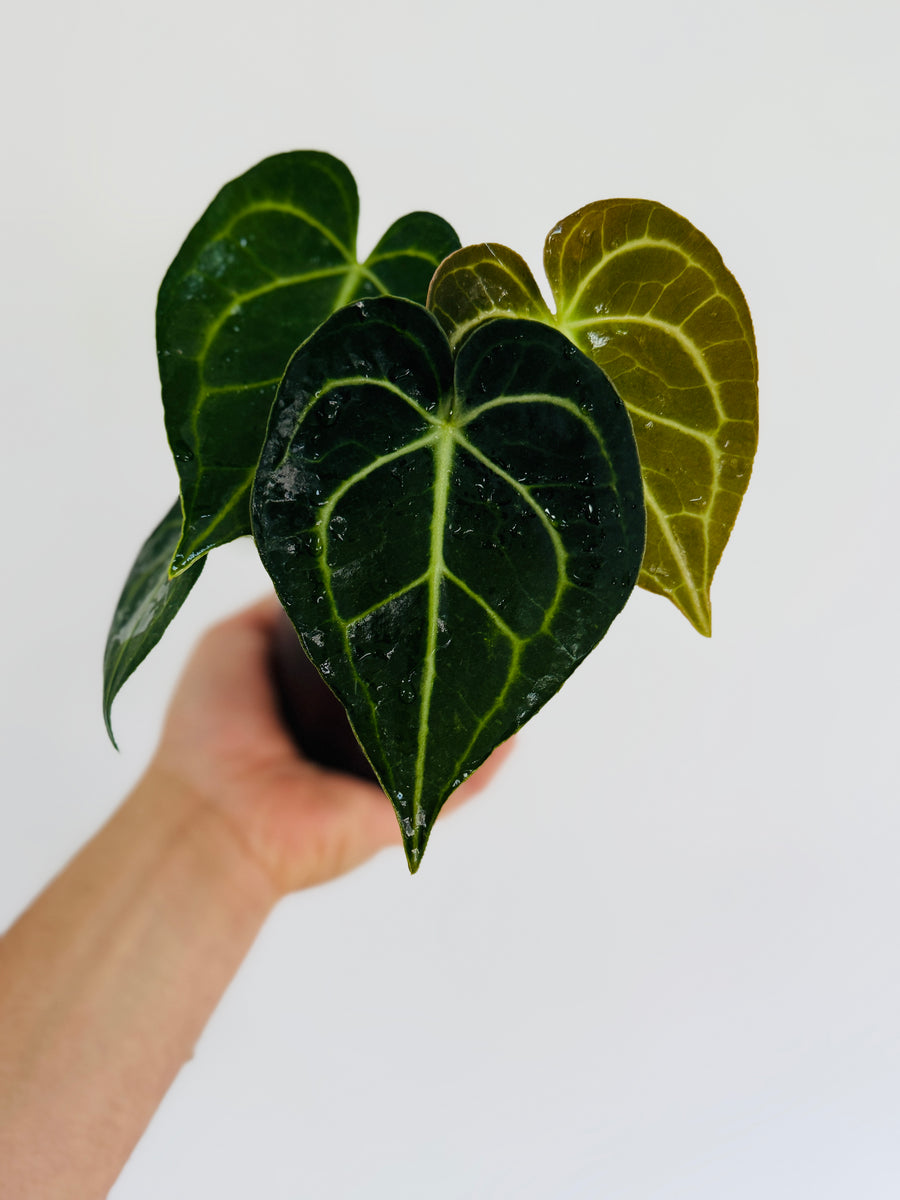 Anthurium Clarinervium - 4” Pot