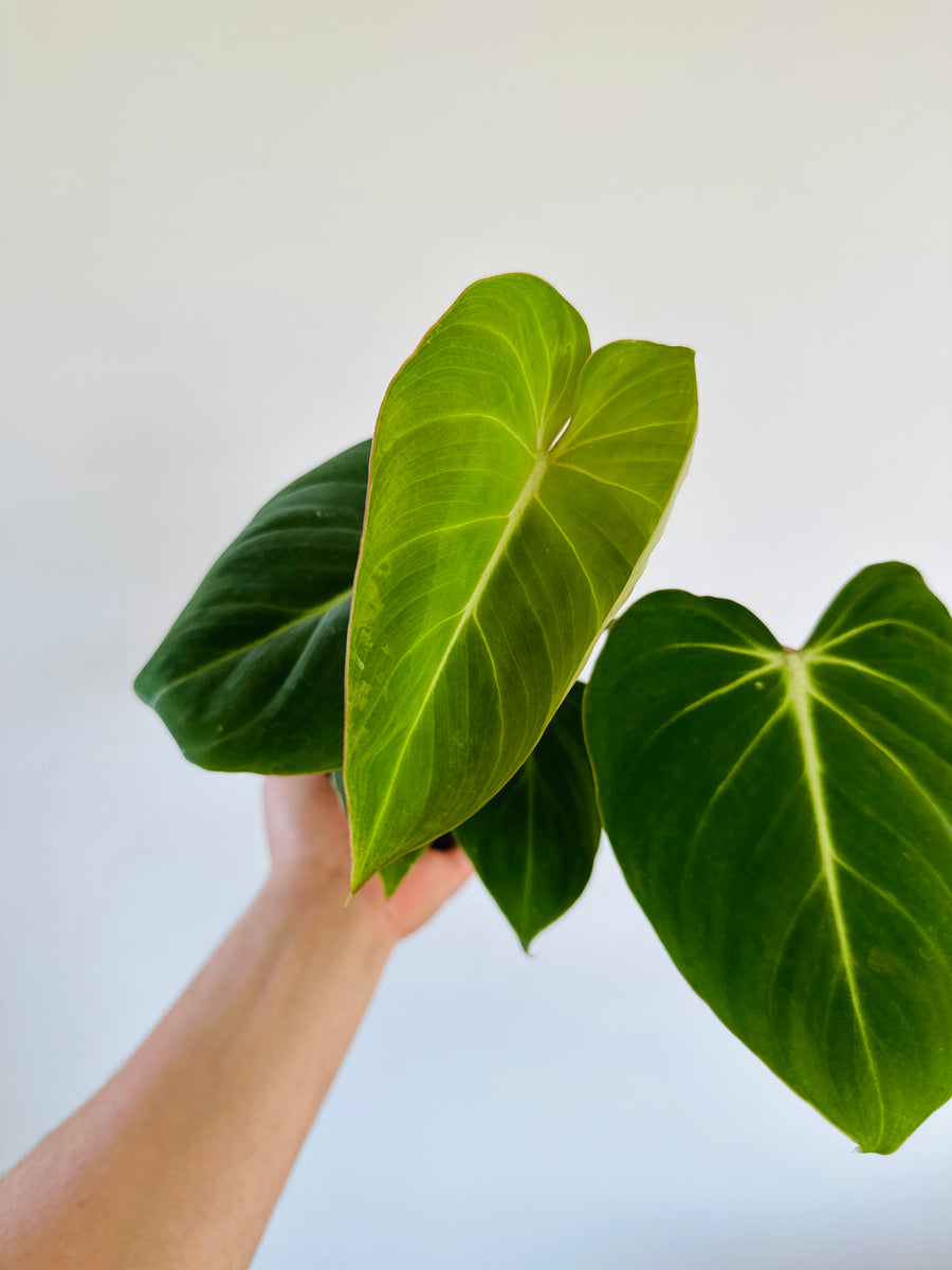 Philodendron Gloriosum - Rare Aroid - 4