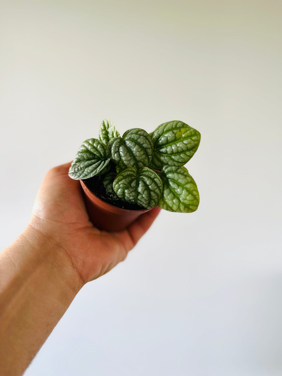 Peperomia Burbella - Crocodile Peperomia - 3