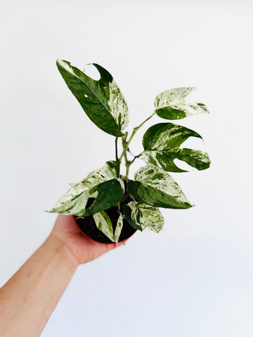 Epipremnum Pinnatum 'Marble Flame' - 4