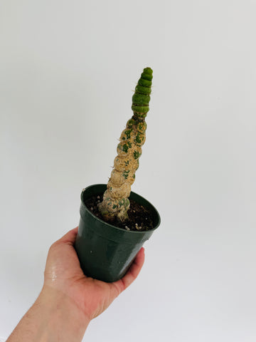 Unicorn Cactus - 4” Pot