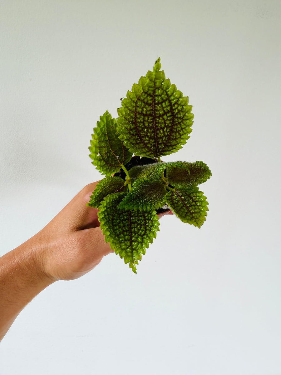 Pilea Moon Valley - Lunar Plant - 2” Pot