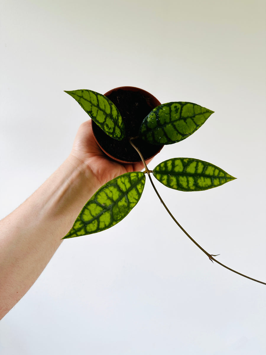 Hoya Callistophylla 'Black Cat' - Buntok Forest Hoya - 4” Pot