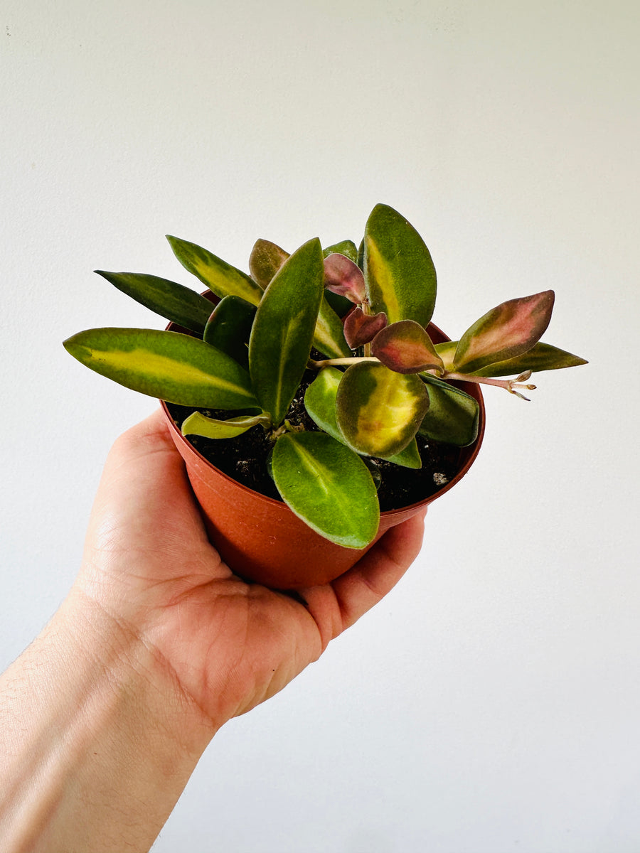 Hoya Burtoniae Tricolor - High Variegation - Honey Hoya - 4