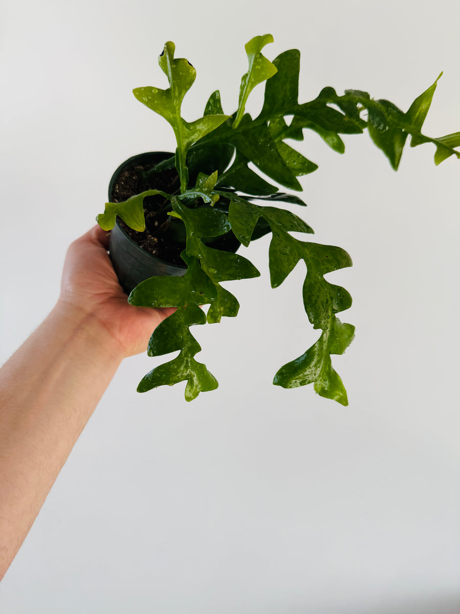 Moon Fern Cactus - Epiphyllum Chrysocardium - 4