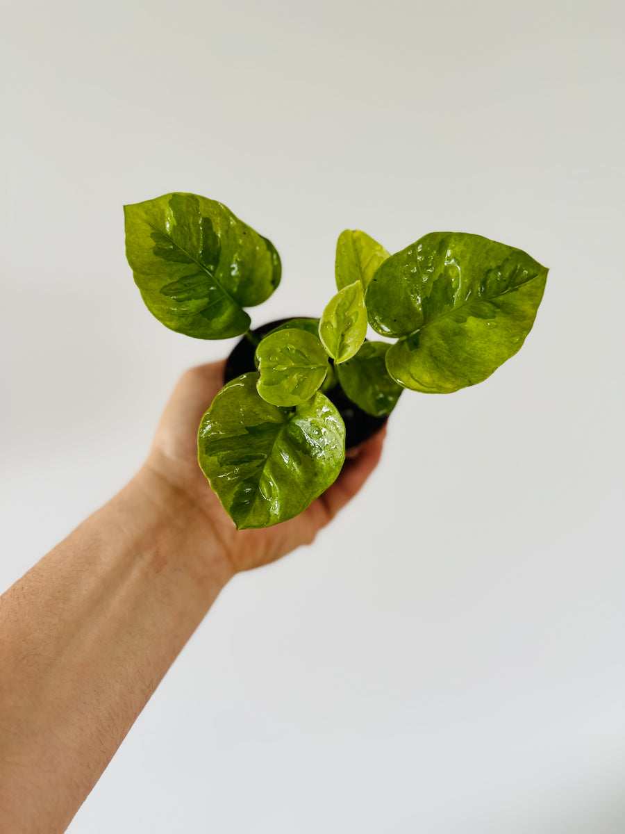 Emerald Pothos - Epipremnum Aureum 'Emerald' - 3