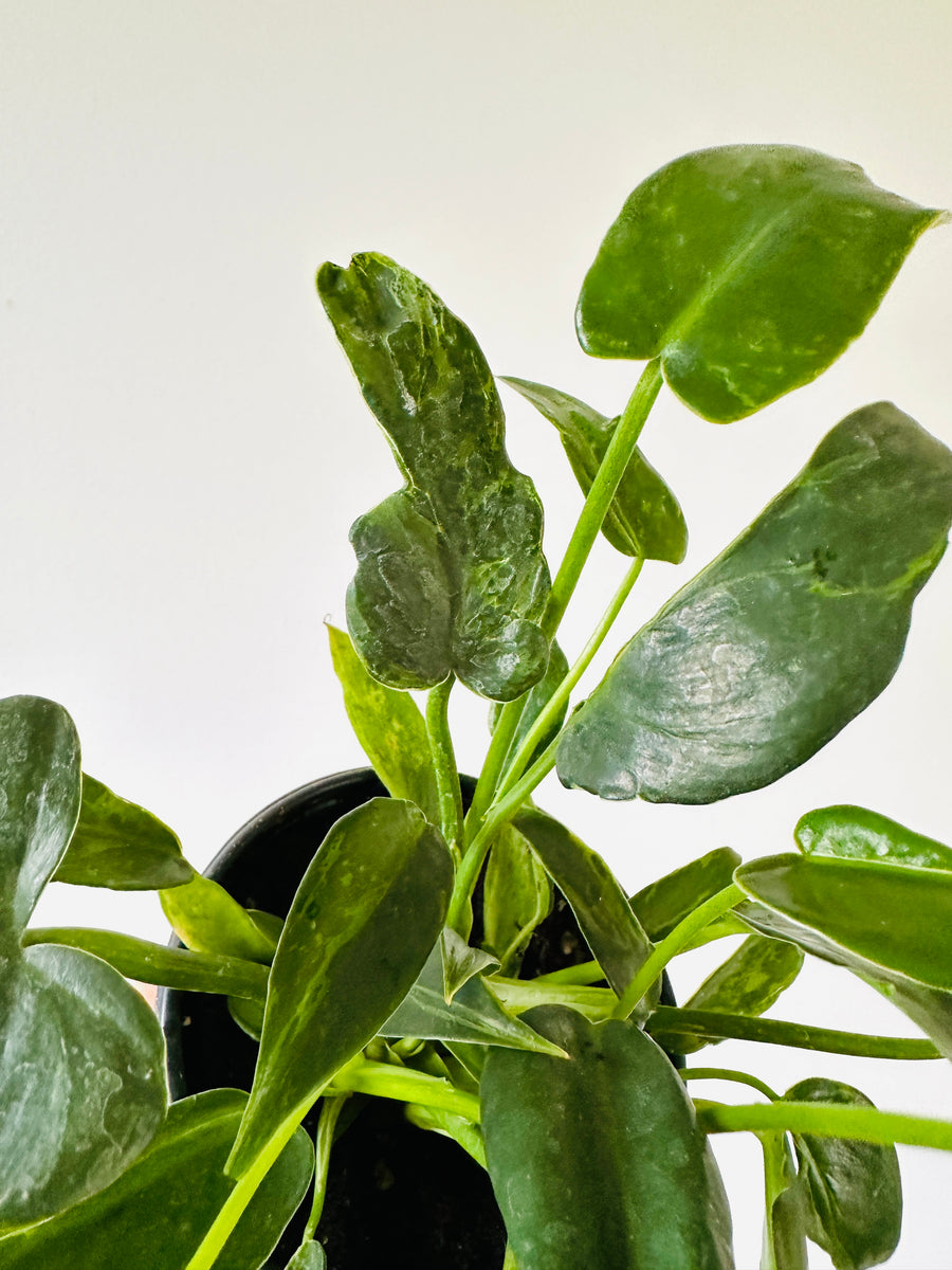 Philodendron Golden Dragon - Mottled Philodendron - Low Variegation - 4