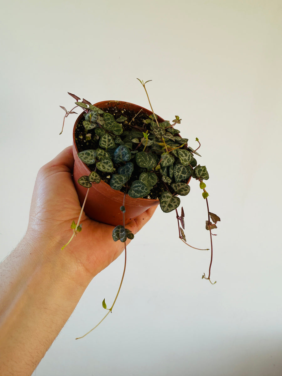 String of Hearts - Dark Form - 4