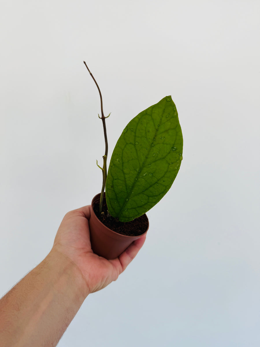Hoya sp. IML 1346 - 3” Pot