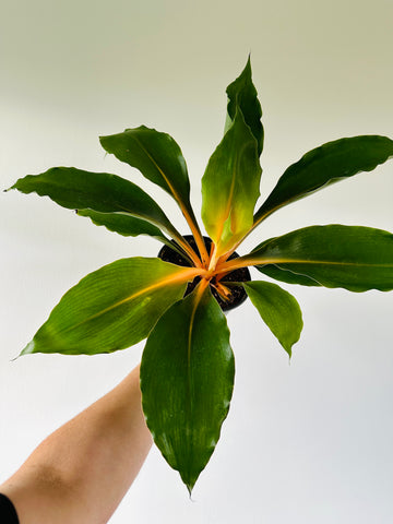 Mandarin Orange Spider Plant - Chlorophytum Orchidastrum - 6