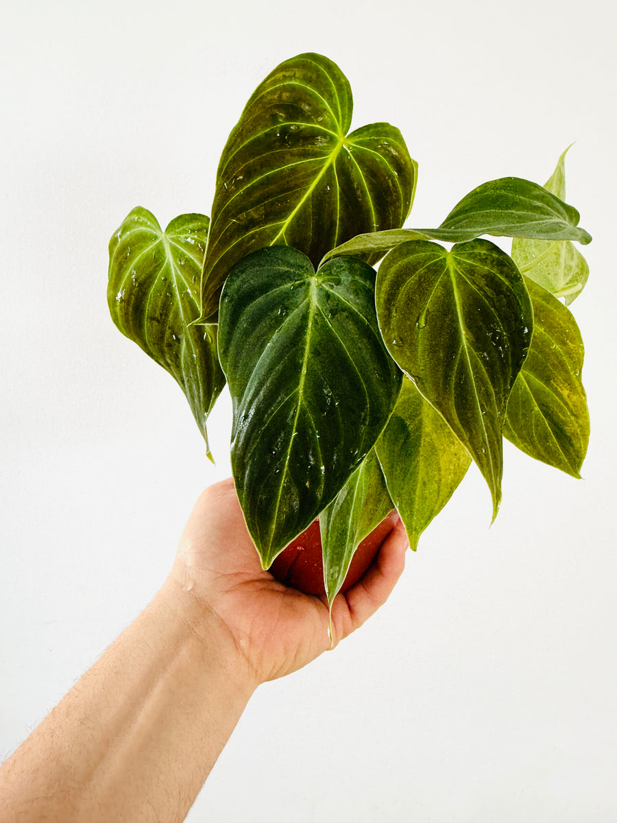 Philodendron Glorious - Melanochrysum x Gloriosum - Rare Aroid - 4