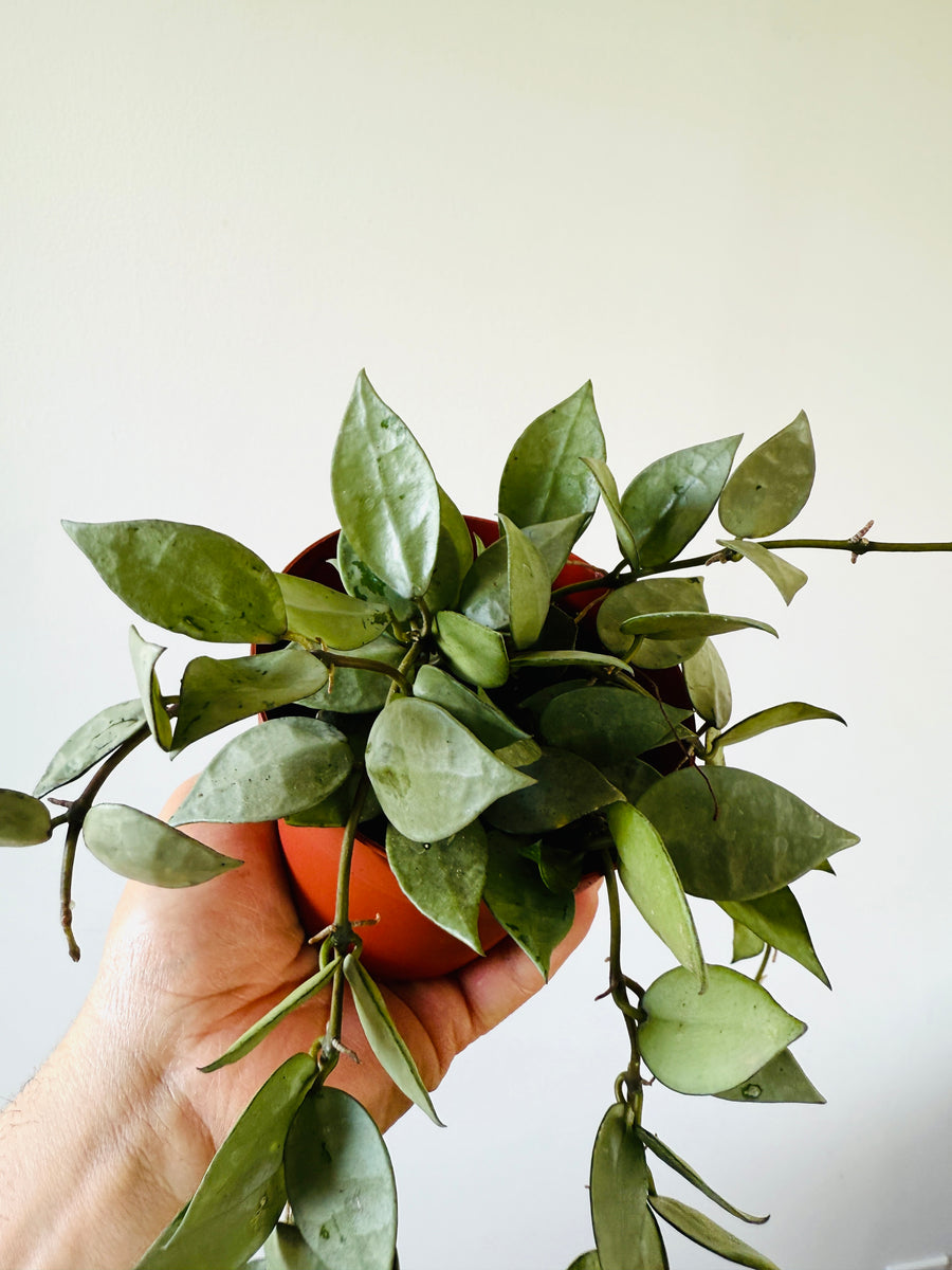 Hoya Krohniana ‘Super Silver’ - Full & Trailing - 4