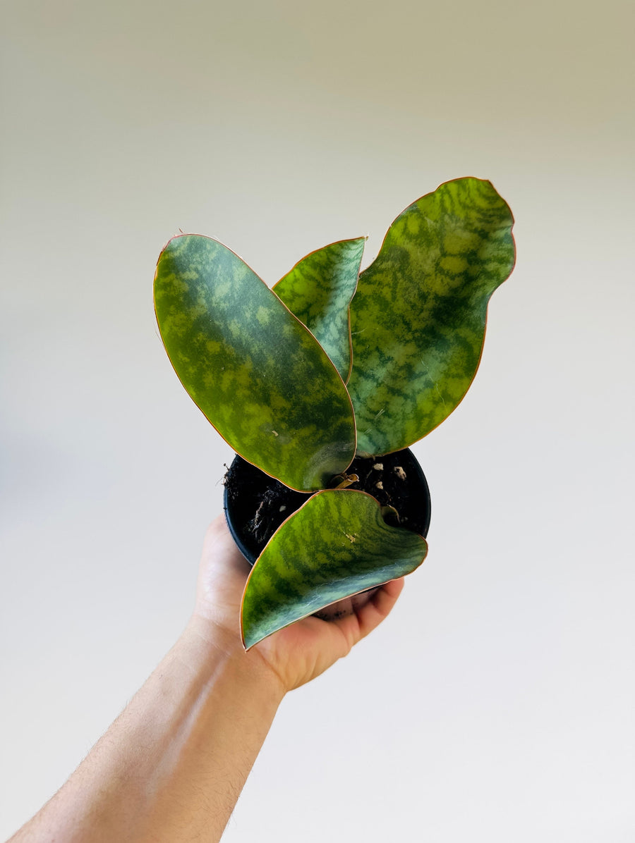 Mini Whale Fin - Sansevieria Masoniana - Multiple Pups - 4