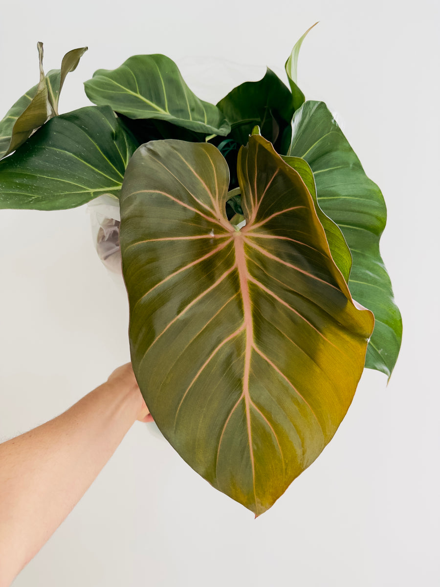 Philodendron Summer Glory - 8