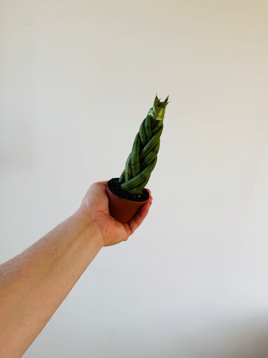 Sansevieria Dragon Fingers- Sextuplet Braided Snake Plant - 3