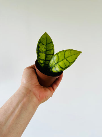 Hoya Callistophylla 'Black Cat' - Buntok Forest Hoya - 3” Pot