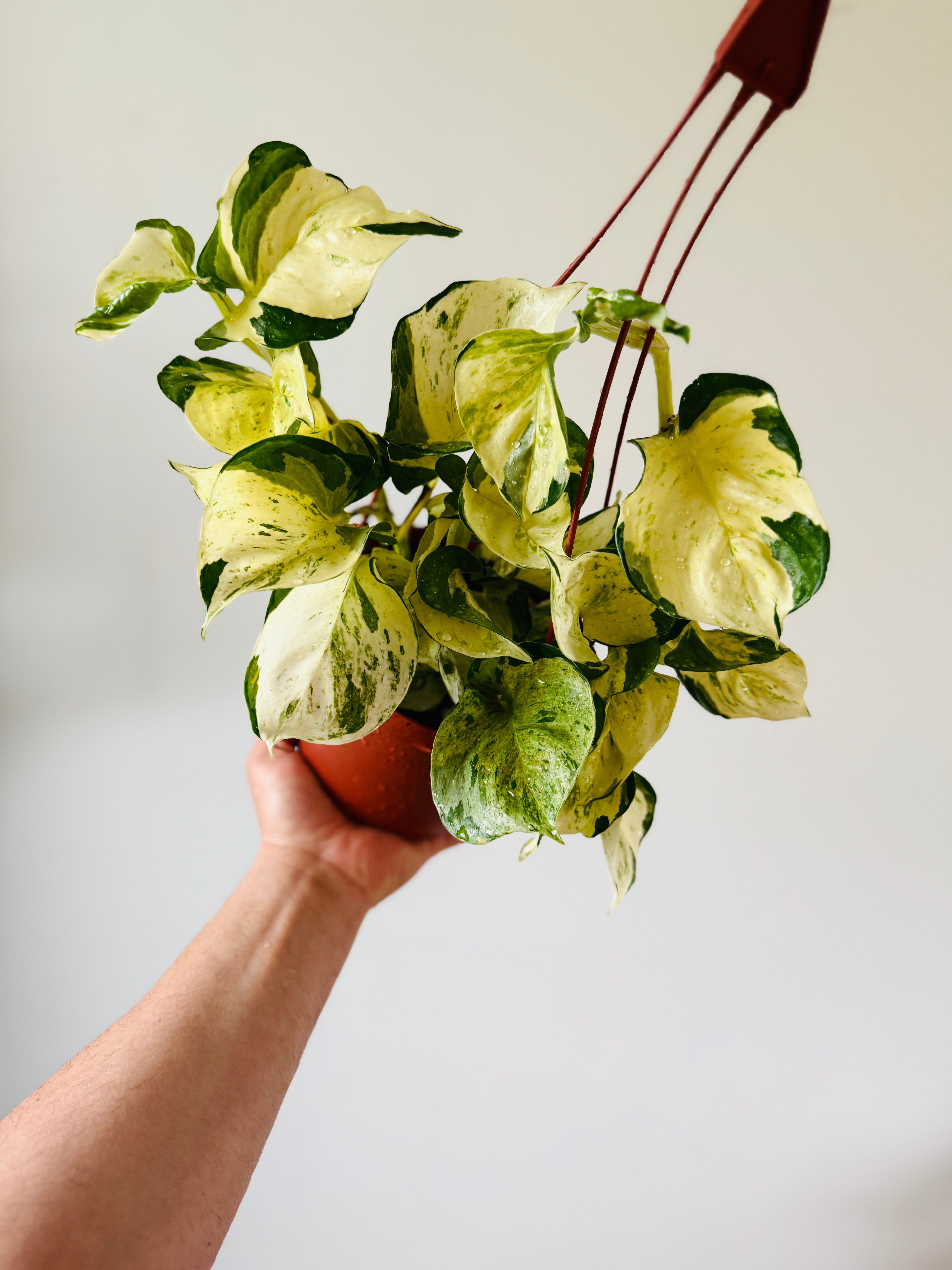 Pothos + Scindapsus – Page 2 – Brumley & Bloom