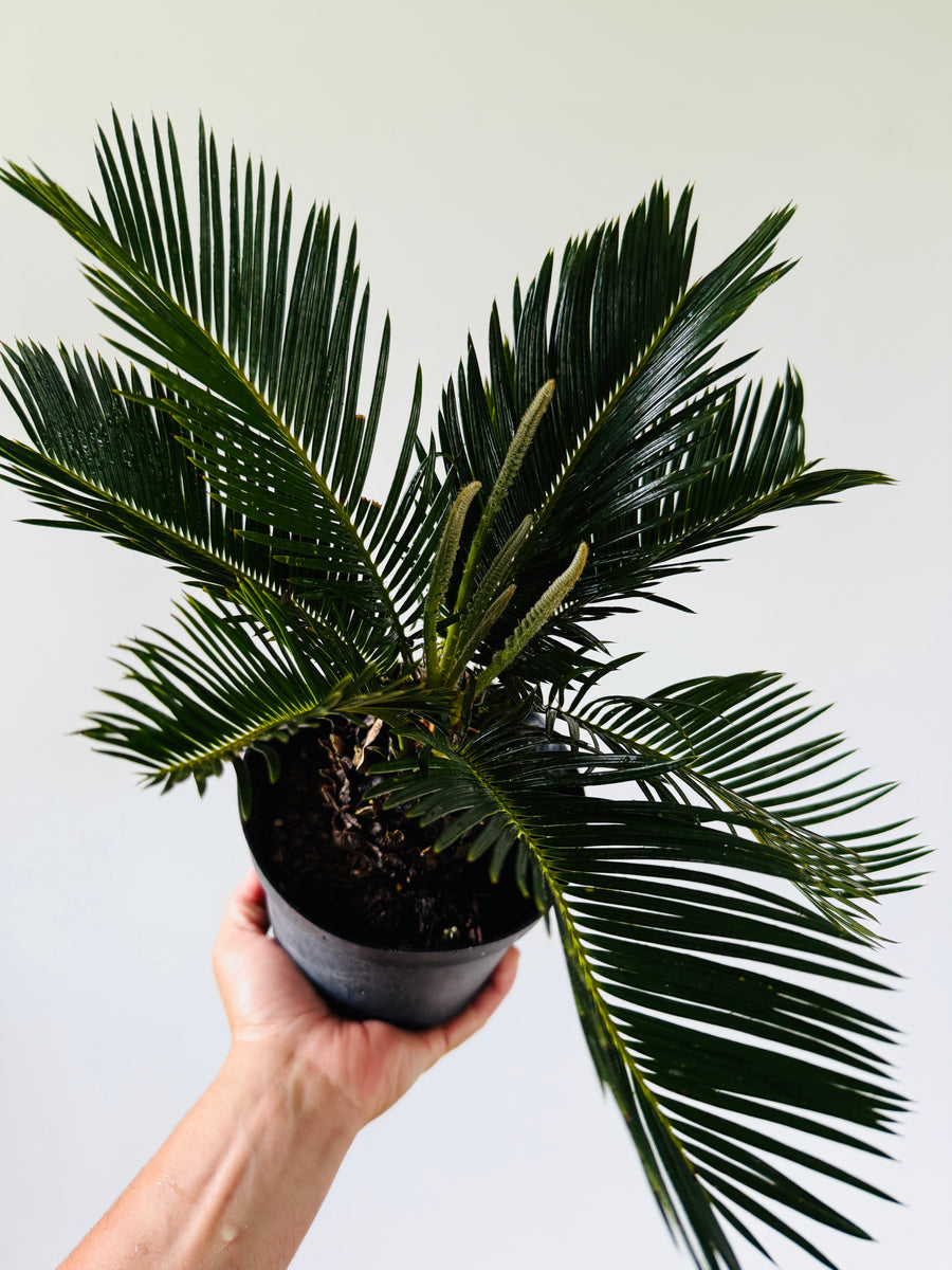 King Sago Palm - 6