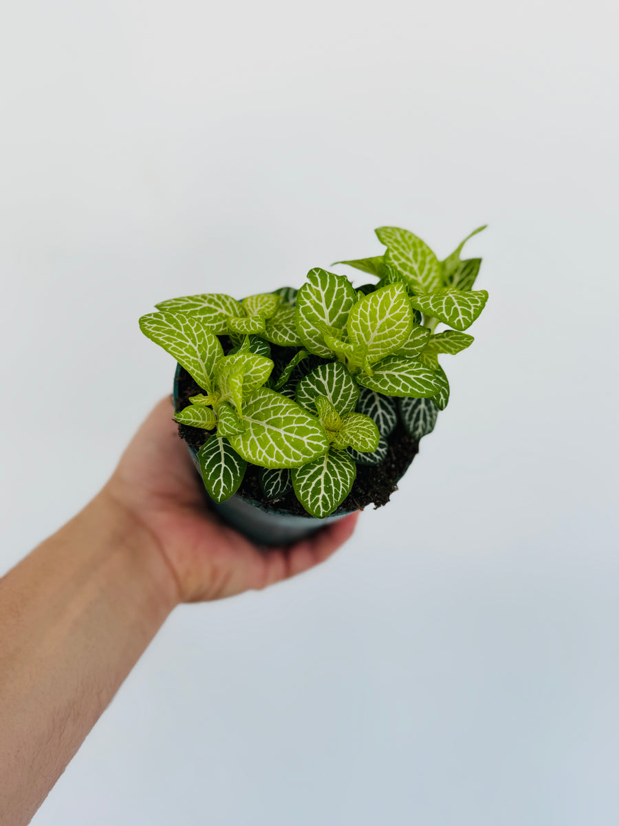 Fittonia Jolly Lemon - 4