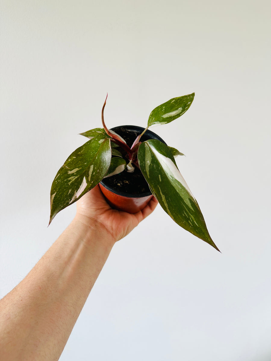 Philodendron Marble Galaxy Pink Princess Rare Live House Plant - In 3" Pot