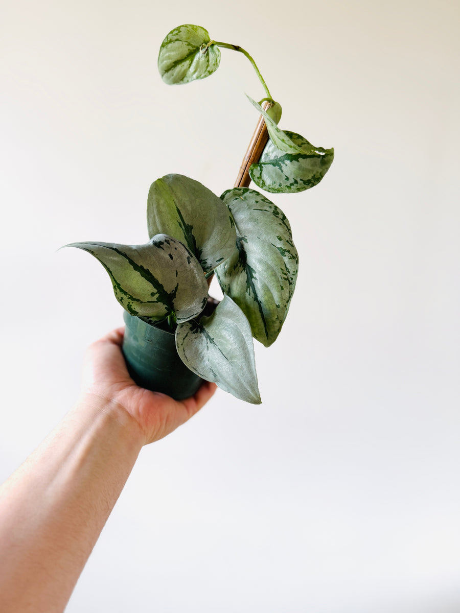 Scindapsus sp. Silver Sierra - Rare Aroid - 4