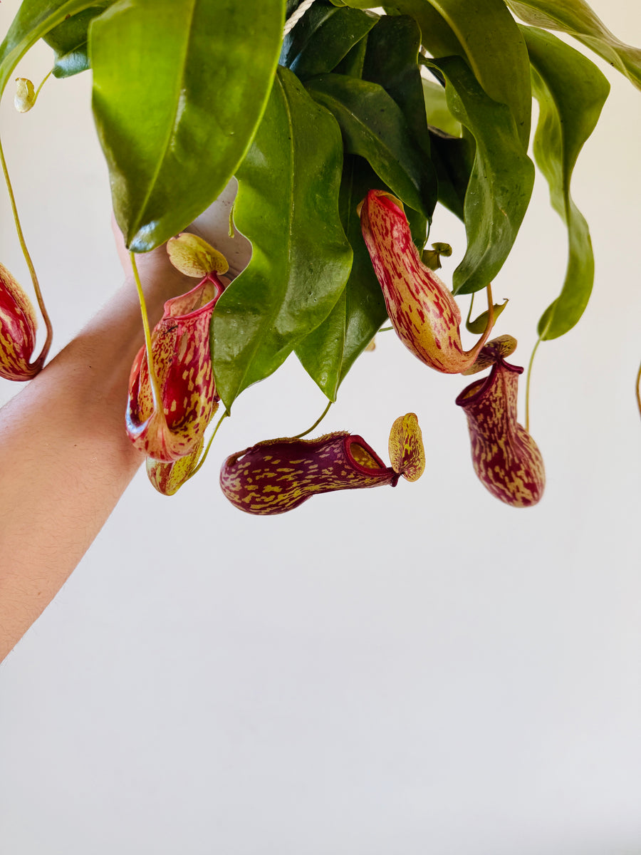 Pitcher Plant - Nepenthes 'Gaya' - 6