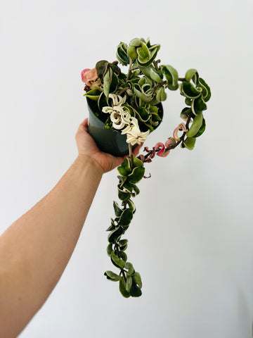 Hoya Compacta ‘Outer Variegated’ - Very Full & Trailing - 6