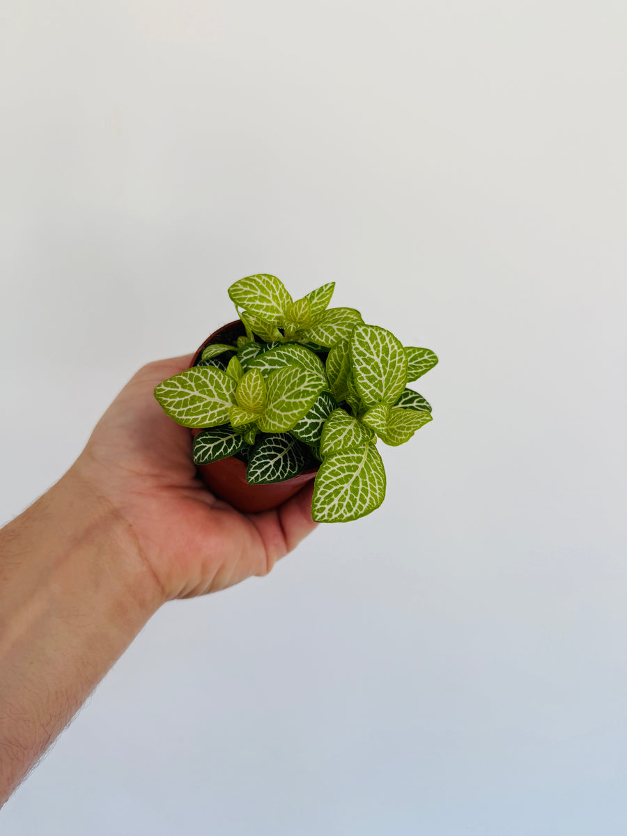 Fittonia Jolly Lemon - 3” Pot