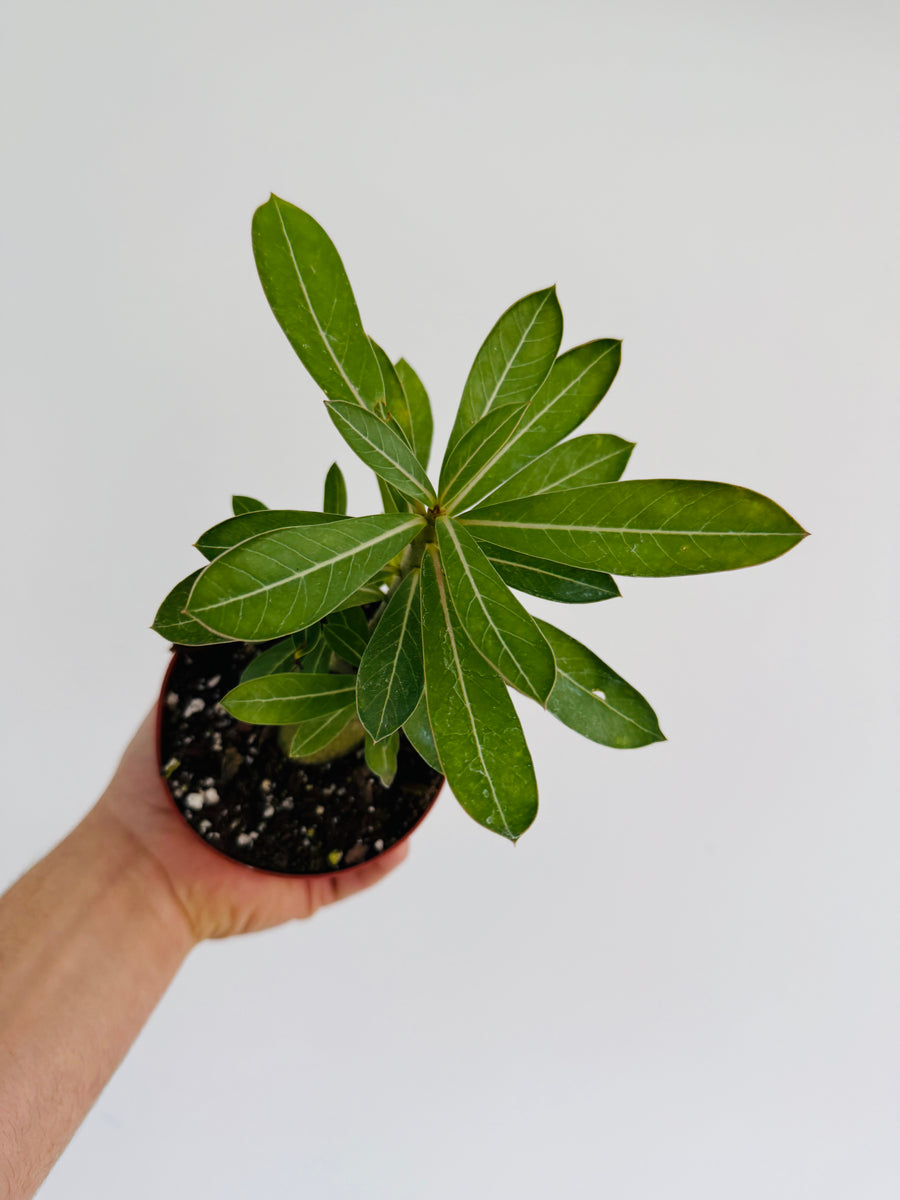 Desert Rose - Adenium Obesum  - 4