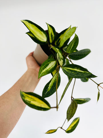 Hoya Pot of Gold - Reverse Variegated Macrophylla - 5