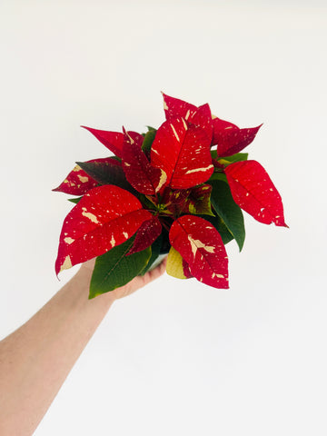 Poinsettia ‘Christmas Constellation’ - 4.5