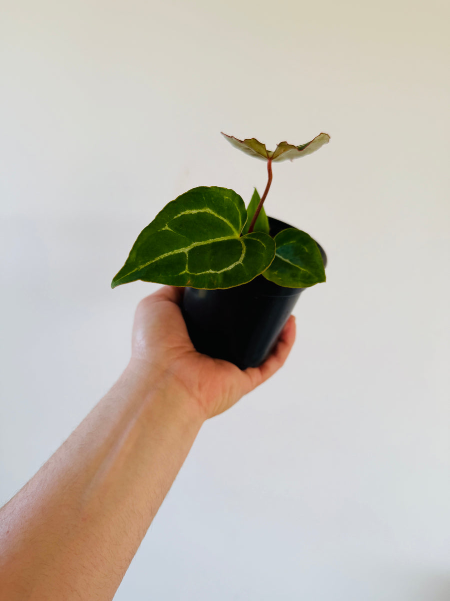 Anthurium Crystallinum x Ace of Spades - Hybrid Anthurium - 4