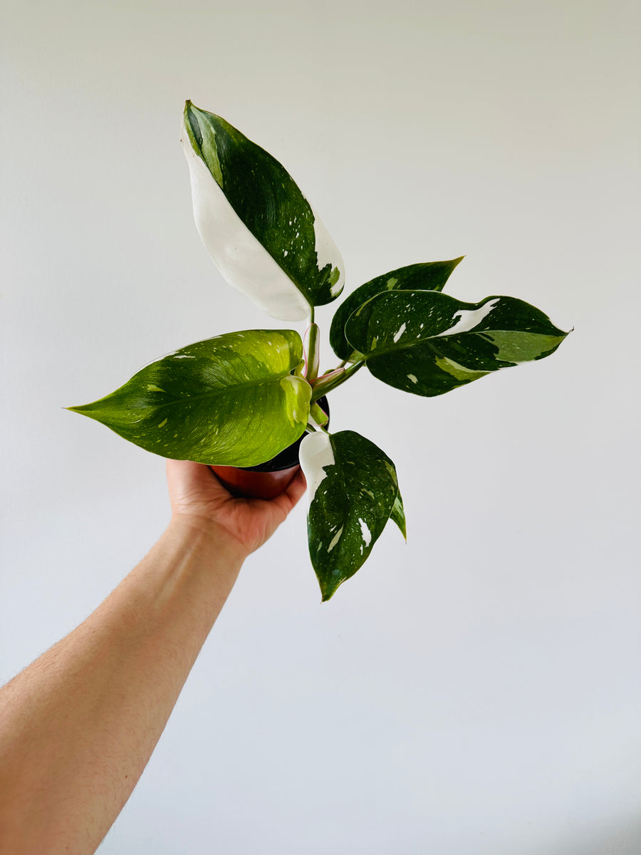 Philodendron White Princess - High Variegation - 4