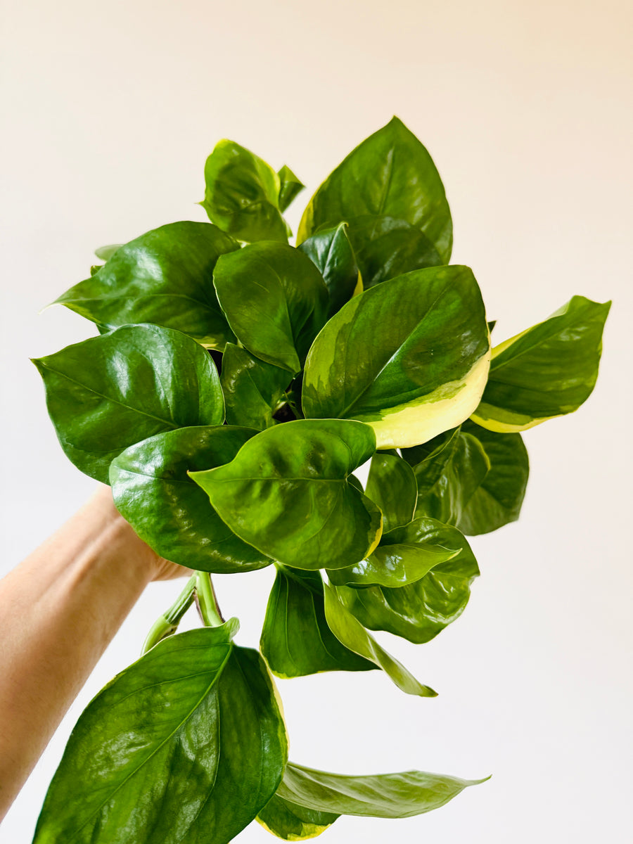 Pothos Manjula 'Poonsin'