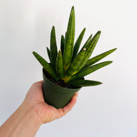 サンスベリア Sansevieria Sandee B 送料無料】Sansevieria 'Sawasdee'〔サンセベリア〕現品発送S0017