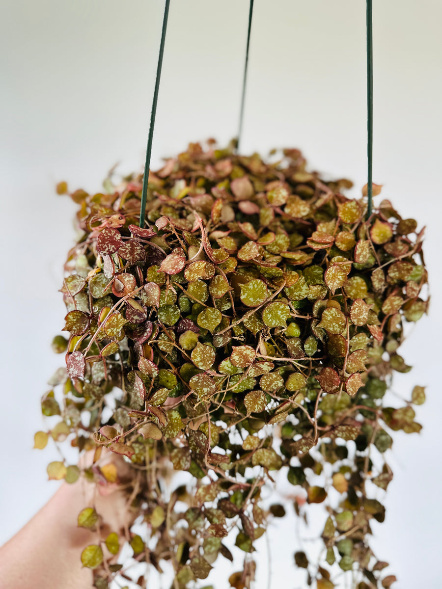 Hoya Curtsii - Up to 2 Feet Long Vines - 8
