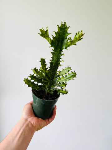 Variegated Euphorbia Trigona - Variegated African Milk Tree - 4